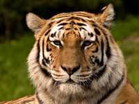 Tiger Animal Totems
